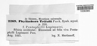 Polythrincium trifolii image